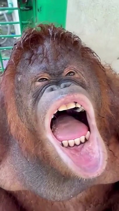 funny.animals mongke