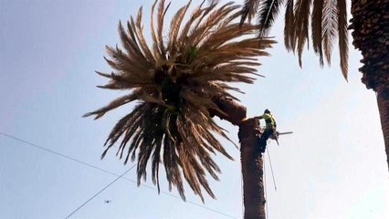 ¿Qué mata a palmeras de la Narvarte?