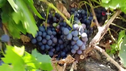 Les vendanges de Cimin ont commencé dans le district d'Üzümlü