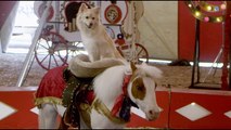 A Dog and Pony Show Bande-annonce (EN)