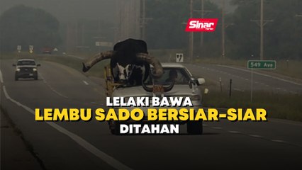 Lelaki bawa lembu sado bersiar-siar ditahan