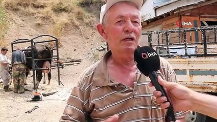 70 Yaşındaki Halil Oruç, İneklerin Tırnak Bakımını Yapıyor