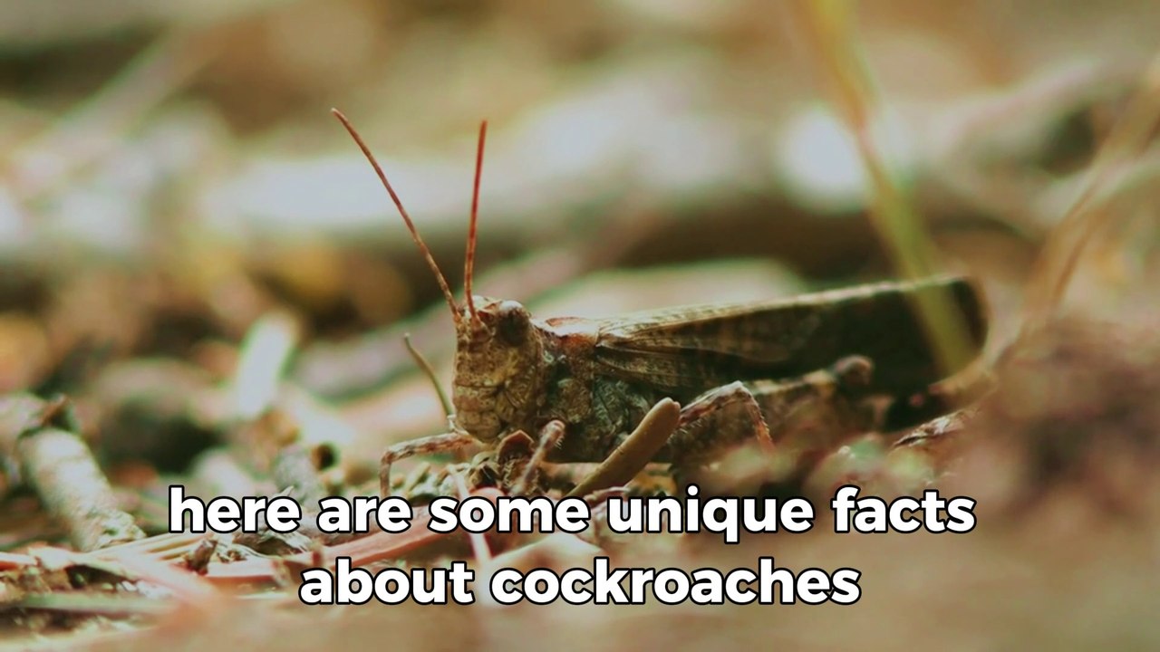 Come on, learn about the benefits of Video Dailymotion