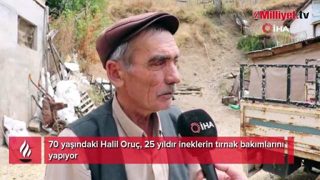 İneklere manikür - pedikür yapıyor