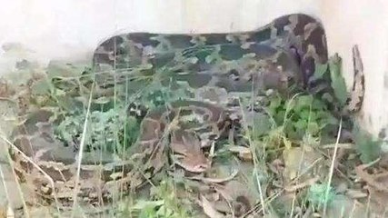 भीलवाड़ा: खेत में विशाल अजगर ने बकरे का किया शिकार, फिर....