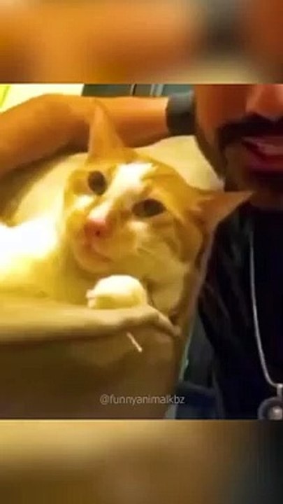 Funny Cat 2