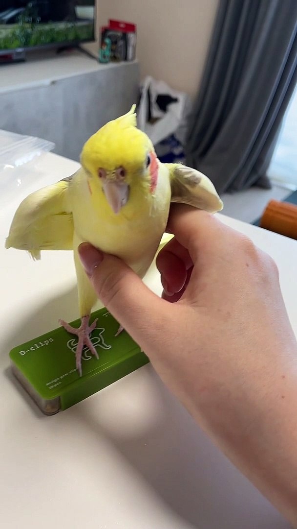 ⁣Cockatiel Turns Into a Squeaky Toy