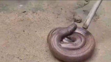 భదాద్రి: కోట్లు విలువ చేసే రెండు తలల పాము ఆ గ్రామంలో ప్రత్యక్షం.. జనాలు షాక్