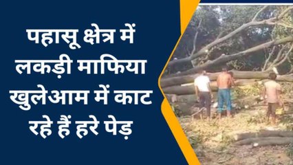 शिकारपुर: पहासू क्षेत्र में लकड़ी माफिया खुलेआम काट रहे हैं हरे पेड़, देखिए वीडियो