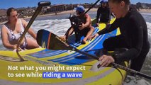 Surfing goat helps first-timers carve waves on California beach