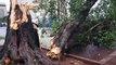 Chuva vem acompanhada de vento forte e vários estragos são registrados em Cascavel