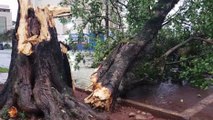 Chuva vem acompanhada de vento forte e vários estragos são registrados em Cascavel