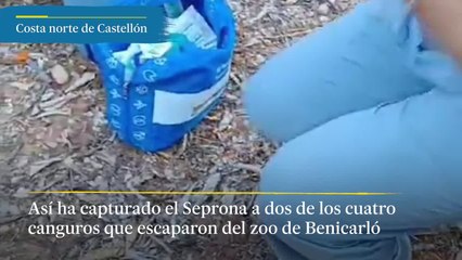 La Guardia Civil rescata dos de los cuatro canguros que escaparon del zoo de Benicarló
