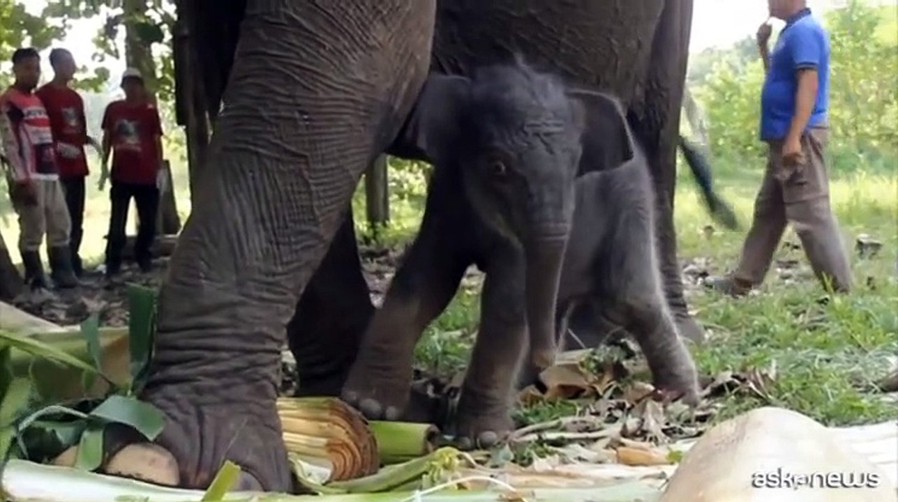 Nato un cucciolo di elefante di Sumatra (specie a rischio estinzione ...