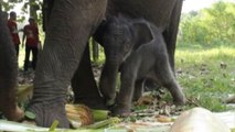 Nato un cucciolo di elefante di Sumatra (specie a rischio estinzione)