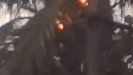 విజయనగరం జిల్లా: పిడుగు పడి కొబ్బరి చెట్టు దగ్ధం