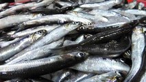 Yalova Balık Hali'nde Hamsi Fiyatları Düştü