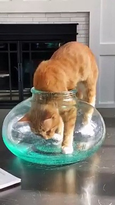 Funnyu Cat 3