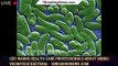 CDC warns health-care professionals about Vibrio vulnificus bacteria - 1breakingnews.com