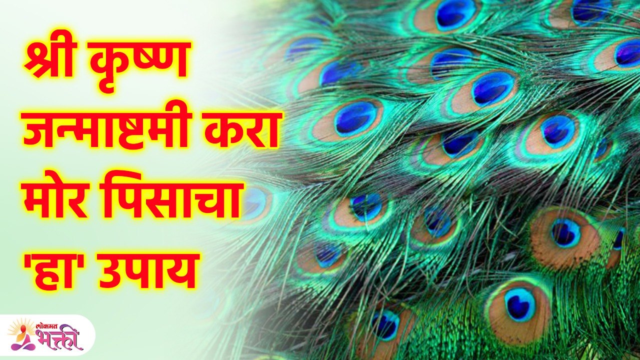 श्री कृष्ण जन्माष्टमीला करा मोरपंखांशी संबंधित 'हे' उपाय, बघा फायदे Vastu Tips For Mor Pankh | SG3