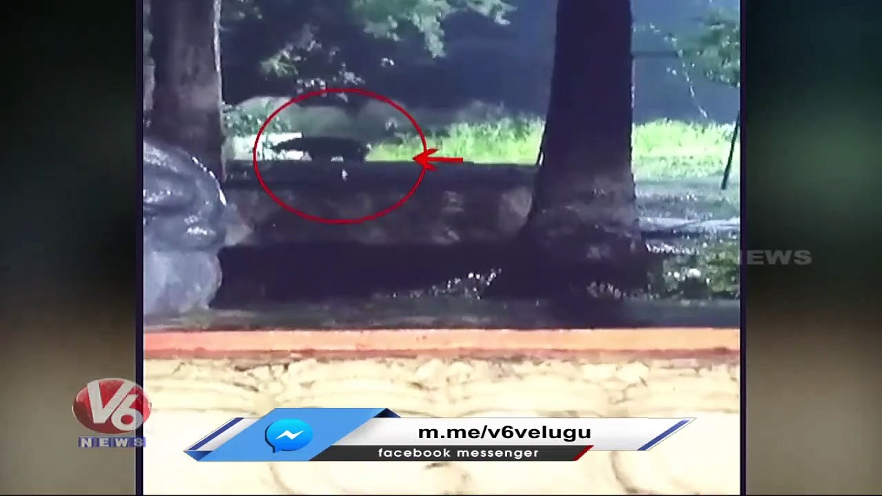 Wild Bear Spotted At Mahanandi Temple Premises _ Nandyal _ V6 News (1)