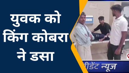 कुशीनगर में किंग कोबरा अटैक, युवक बचाने में जुटे डॉक्टर
