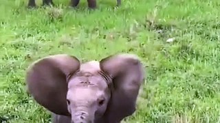 love this little nugget! babyelephant adorable
