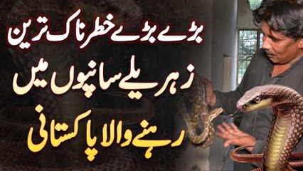 Sari Zindagi Khatarnak Saanpon Me Rehne Wala Pakistani - Un Ke Paas Kitne Snake Ha Or Kaise Pakare?