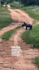 A baby rhino and his momma!!!