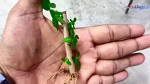 HOW TO MAKE MINI BONSAI FROM CUTTINGS ARGAO TAIWAN