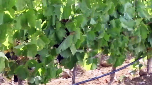 Castellammare del Golfo, chiesto lo stato di calamità naturale per i danni subitoi dalle aziende agricole