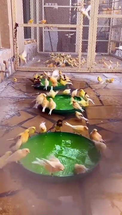 Aviary canary