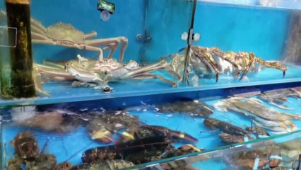 日 요미우리 "中, 일본산 수산물 수입 중단 WTO에 통보" / YTN