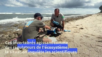 La Réunion: des milliers d'oursins retrouvés morts sur les plages de l'ouest