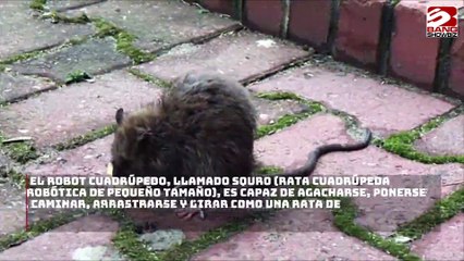 Científicos crean una rata robótica