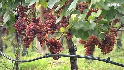 Vendemmia a piu' velocita', -10% al Centro-Sud +10% a Nord