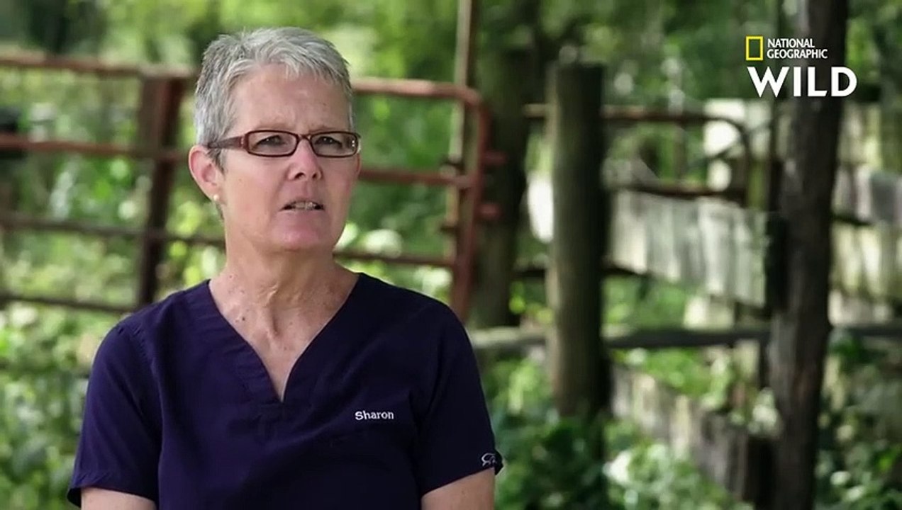 Attraper un vigoureux coq entouré de nombreuses poules    LA FERME DES HATCHER