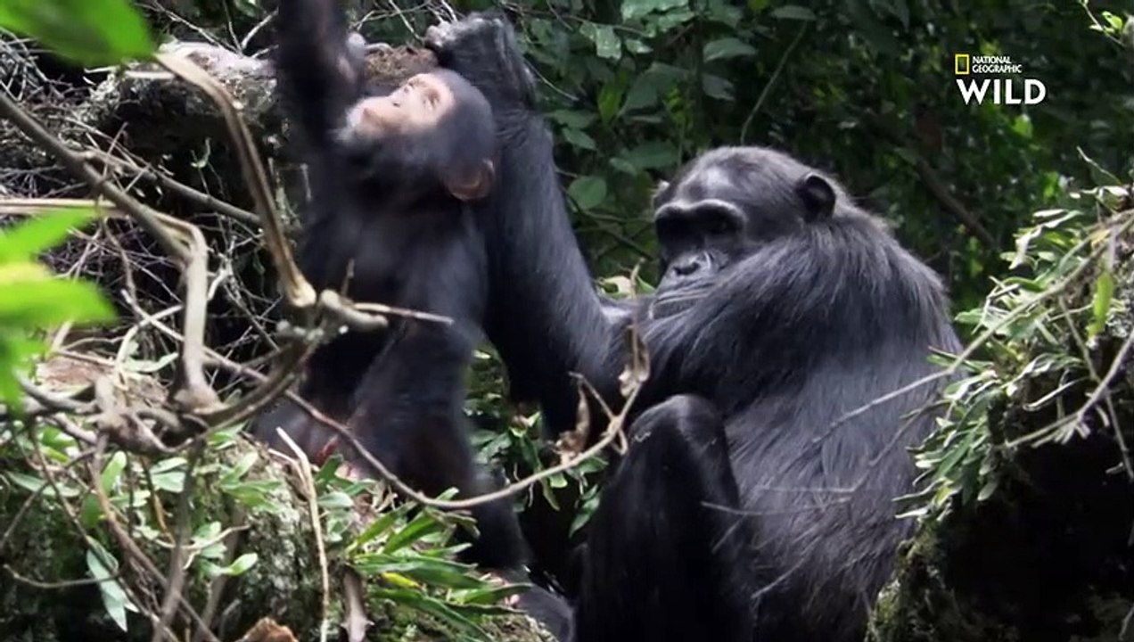 Bagarres amicales entre bébés chimpanzés   DESTINATION WILD  LES MERVEILLES DE L'AFRIQUE (2)