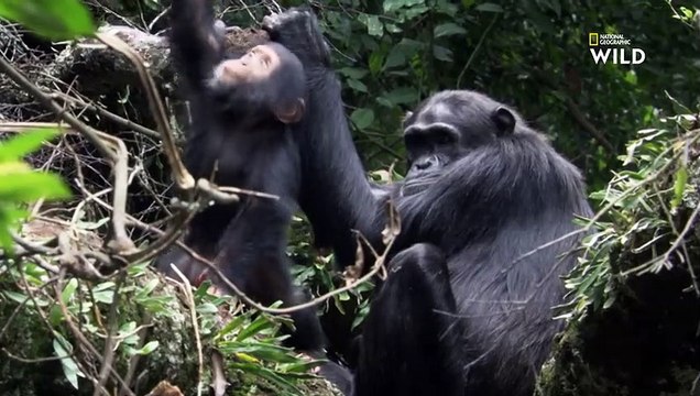 Bagarres amicales entre bébés chimpanzés DESTINATION WILD LES MERVEILLES DE L'AFRIQUE (2)