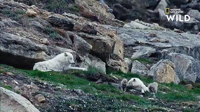 Au sein d'une meute de loups sauvages LE ROYAUME DU LOUP BLANC
