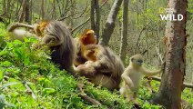 Ce bébé singe est la star de sa famille   DESTINATION WILD  LES MERVEILLES DE LA CHINE