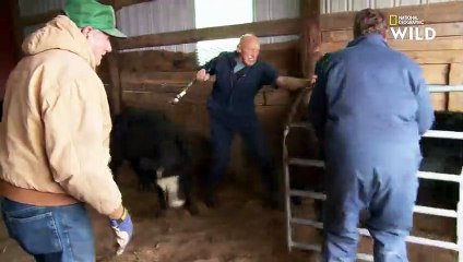 Castration de veaux turbulents   NOËL AVEC DR POL