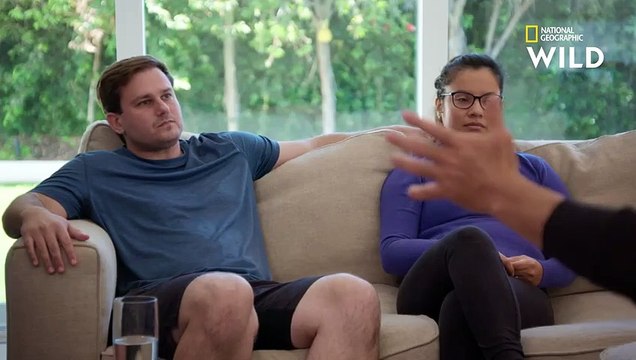 Ce duo de labrador et golden retriever est survolté CESAR MILLAN TEL MAÎTRE, TEL CHIEN