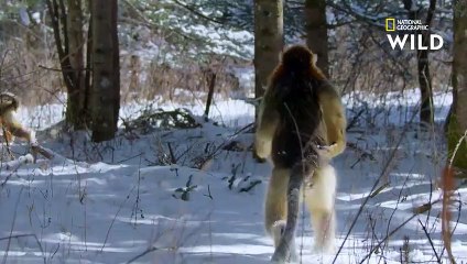 Ce singe est le seul à savoir marcher sur la neige debout