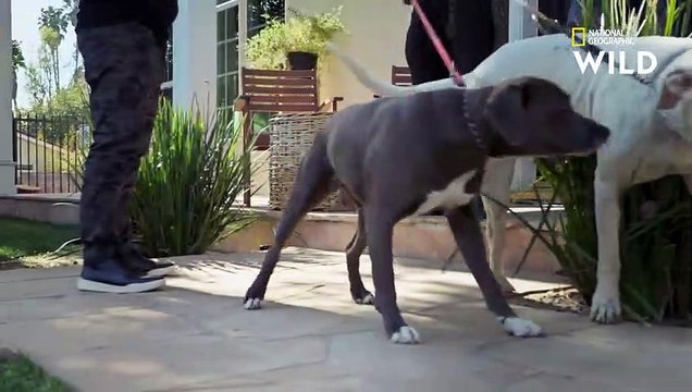 Ces deux chiens puissants sont une bombe à retardement CESAR MILLAN TEL MAÎTRE, TEL CHIEN