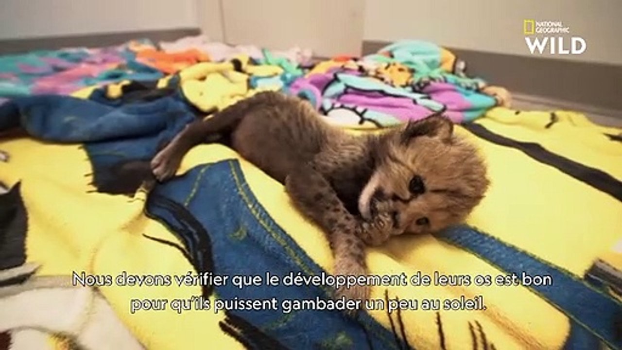 Ces bébés guépards gambadent au soleil pour la première fois   EXPERTES WILD