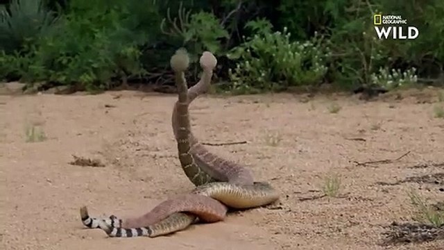 Cette lutte entre crotales est un mélange entre un combat de boxe et une battle de danse