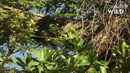 Deux mambas noirs s'affrontent pour s'accoupler avec une femelle