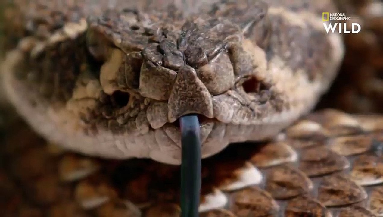 Du rat au menu de ce serpent