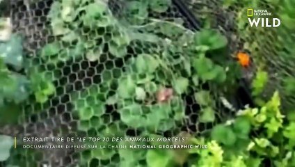 La dangereuse morsure du serpent à sonnette